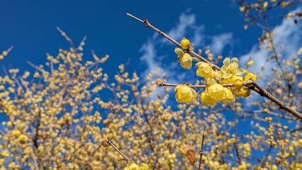 神奈川県松田町寄の蝋梅