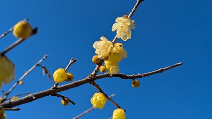 蝋細工のような黄色い蝋梅の花