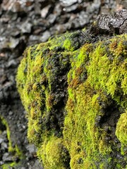 moss on stone in Iceland