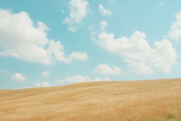 Obraz premium Expansive golden field under a bright blue sky with fluffy clouds in early afternoon
