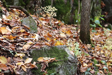 Obraz premium Autumn landscape with trees and lake near Interstate State Park in Taylors Falls, Minnesota. 