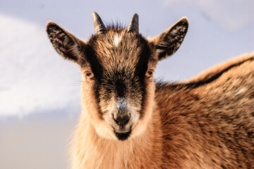 Fototapeta premium A goat with a black and white face is staring at the camera