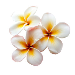 Naklejka premium A stunning plumeria flower in full bloom, showcasing its delicate petals and vibrant color gradient