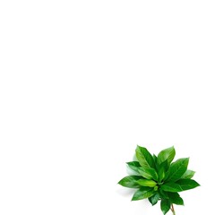 Fototapeta premium green blank space