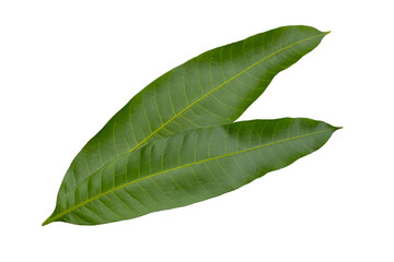 Obraz premium Mango leaves on white background.