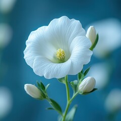Fototapeta premium Serene White Flower Blossom on Teal Background