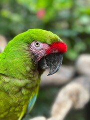 Vibrant Green Parrot Close-Up with Bold Red Accents