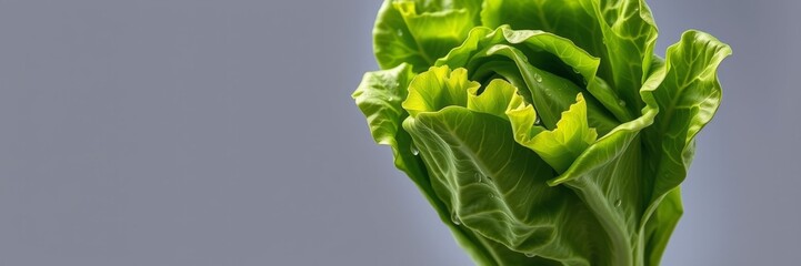Fototapeta premium Fresh Green Lettuce Head with Dew Drops Against a Soft Gray Background