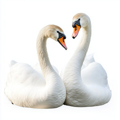 Obraz premium A pair of white swans sitting close together, forming a heart with their necks on a white background