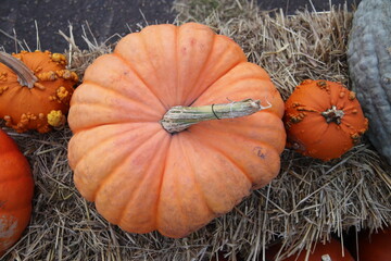 Pumpkins and gourds for sale in a farmers market in Duluth, Minnesota in the fall/autumn.