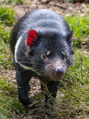 Close up of a Tasmanian Devil