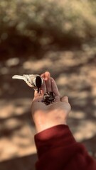 Brid landing on hand