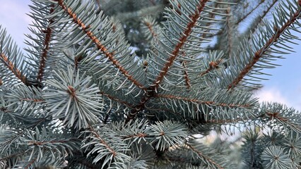 branches of a fur tree