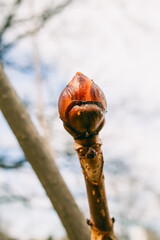 Close-up of a tree bud with a reddish-brown protective layer preparing to bloom in early spring season.
