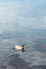 Male mallard duck swimming on calm water with slight ripples and reflections, surrounded by small floating debris.
