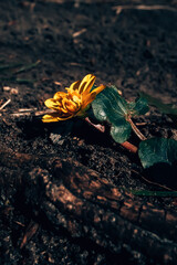 Yellow flower blooming on the ground, surrounded by soil and branches, highlighting nature's resilience and simplicity.
