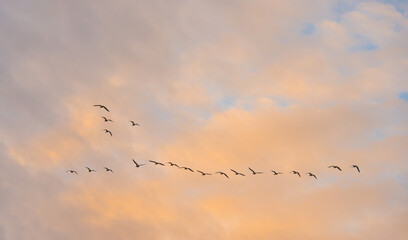 Birds flying in a blue cloudy sky in the light of sunrise in winter, Almere, Flevoland, The Netherlands, January 26, 2025