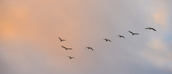 Birds flying in a blue cloudy sky in the light of sunrise in winter, Almere, Flevoland, The Netherlands, January 26, 2025