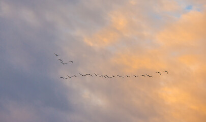 Birds flying in a blue cloudy sky in the light of sunrise in winter, Almere, Flevoland, The Netherlands, January 26, 2025