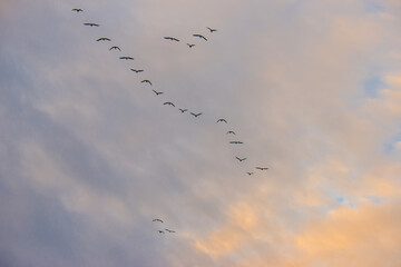 Birds flying in a blue cloudy sky in the light of sunrise in winter, Almere, Flevoland, The Netherlands, January 26, 2025
