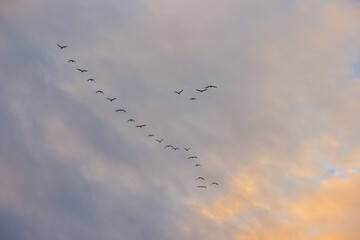 Birds flying in a blue cloudy sky in the light of sunrise in winter, Almere, Flevoland, The Netherlands, January 26, 2025