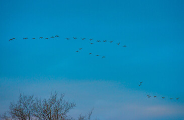 Birds flying in a blue cloudy sky in the light of sunrise in winter, Almere, Flevoland, The Netherlands, January 26, 2025