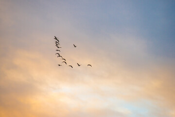 Obraz premium Birds flying in a blue cloudy sky in the light of sunrise in winter, Almere, Flevoland, The Netherlands, January 26, 2025