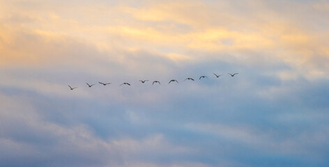 Birds flying in a blue cloudy sky in the light of sunrise in winter, Almere, Flevoland, The Netherlands, January 26, 2025