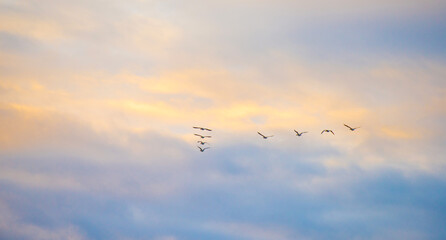 Birds flying in a blue cloudy sky in the light of sunrise in winter, Almere, Flevoland, The Netherlands, January 26, 2025