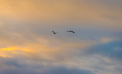 Obraz premium Birds flying in a blue cloudy sky in the light of sunrise in winter, Almere, Flevoland, The Netherlands, January 26, 2025