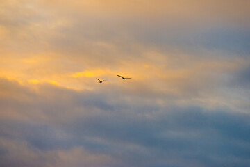 Birds flying in a blue cloudy sky in the light of sunrise in winter, Almere, Flevoland, The Netherlands, January 26, 2025