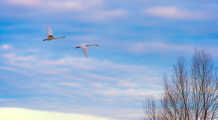 Birds flying in a blue cloudy sky in the light of sunrise in winter, Almere, Flevoland, The Netherlands, January 26, 2025