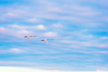 Birds flying in a blue cloudy sky in the light of sunrise in winter, Almere, Flevoland, The Netherlands, January 26, 2025