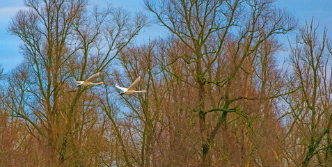 Obraz premium Birds flying over trees in a blue cloudy sky in the light of sunrise in winter, Almere, Flevoland, The Netherlands, January 26, 2025