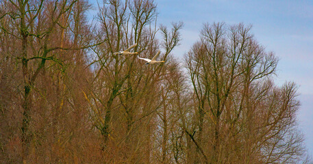 Obraz premium Birds flying over trees in a blue cloudy sky in the light of sunrise in winter, Almere, Flevoland, The Netherlands, January 26, 2025
