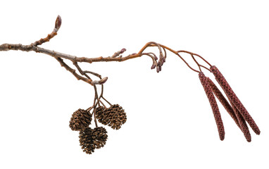 Naklejka premium Black Alder branch with Male inflorescence and cones