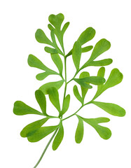 Common rue
