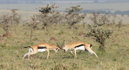 Gazelle Contest of Strength