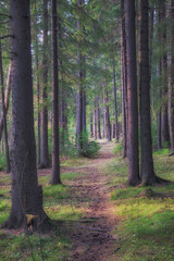 Forest closeup, beautiful summer landscape, sunlight shines through branches, trees with shadows travel destination scenic.