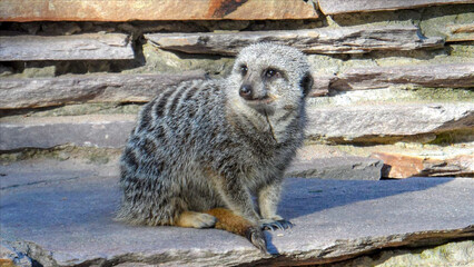 Meerkat basking in the sun on the rocks