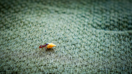 Ant eating on a green cloth
