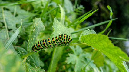 Worm caterpillar climbing a green plant