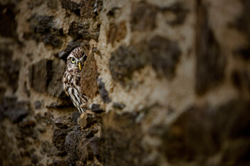 Hidden owl. Little owl, Athene noctua, peaks out from burrow in old stone wall. Bird in front of nest cave in stone rampart. Urban wildlife. Beautiful bird with yellow eyes. Owl masking in rural area.