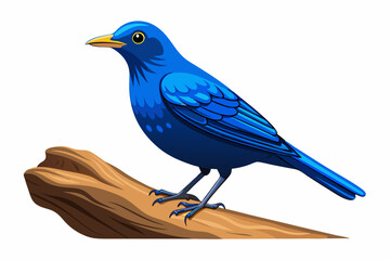 Blue Rock Thrush is standing on the log, isolated on a white background