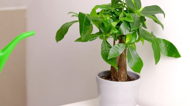 Female hand holding a green watering can and watering a Pachira aquatica plant, growing in a flower pot 