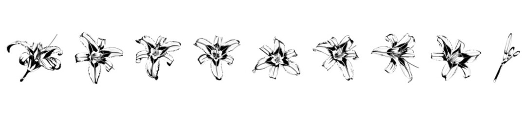 Set of isolated vector illustrations of black and white lilies on white background