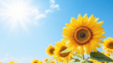 Obraz premium Vibrant sunflowers blooming under a bright sunny sky