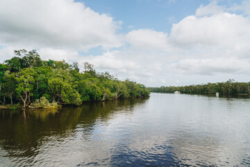 Mangroves on Makepeace island along the Noosa North Shore, Noosa, QLD, Australia 