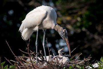 Wood stork feeding babies