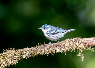  The cerulean warbler (Setophaga cerulea) is a small songbird in Parulidae family. It is a long-distance migrant, breeding in eastern North American hardwood forests